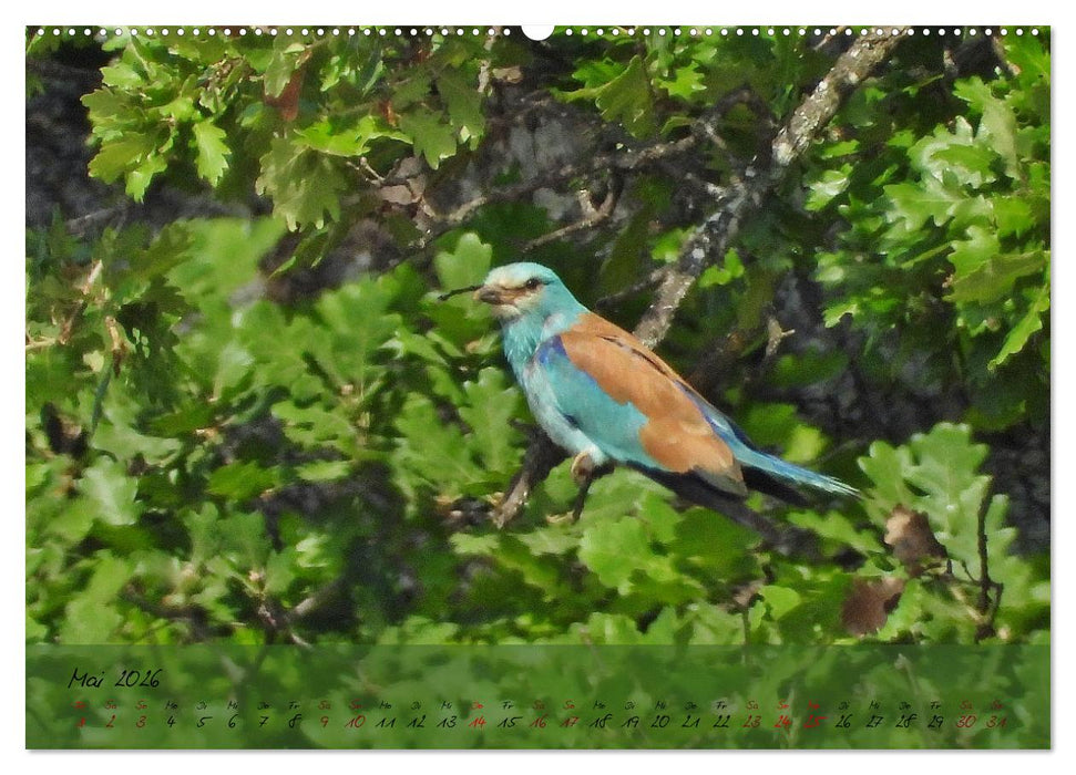 Wildes Südfrankreich (CALVENDO Wandkalender 2026)