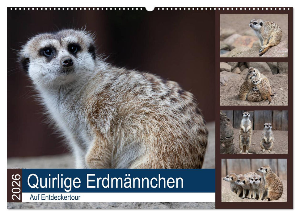 Quirlige Erdmännchen (CALVENDO Wandkalender 2026)