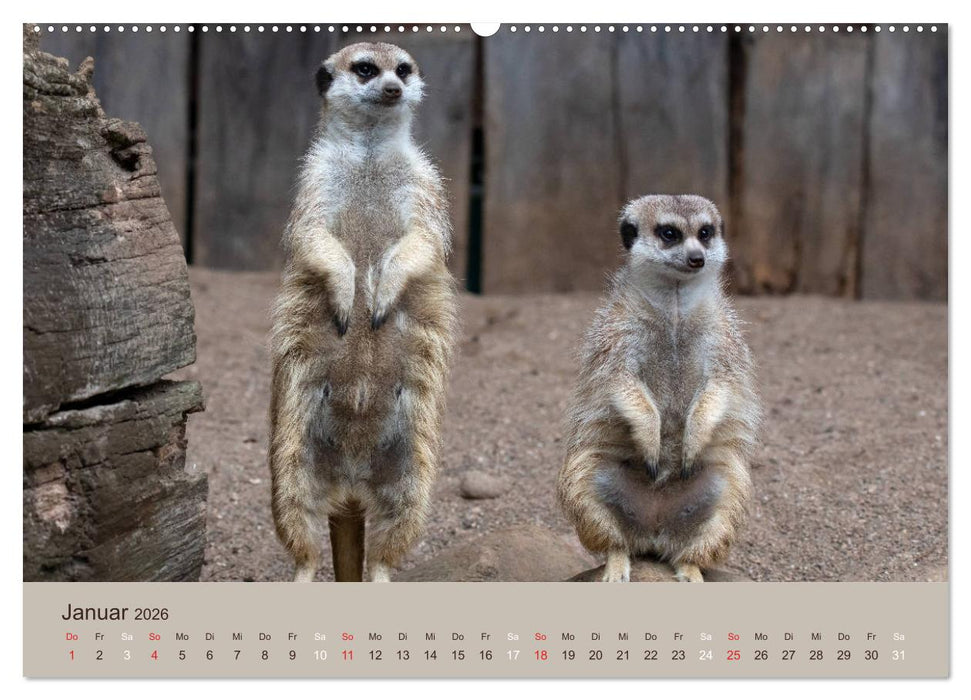 Quirlige Erdmännchen (CALVENDO Wandkalender 2026)