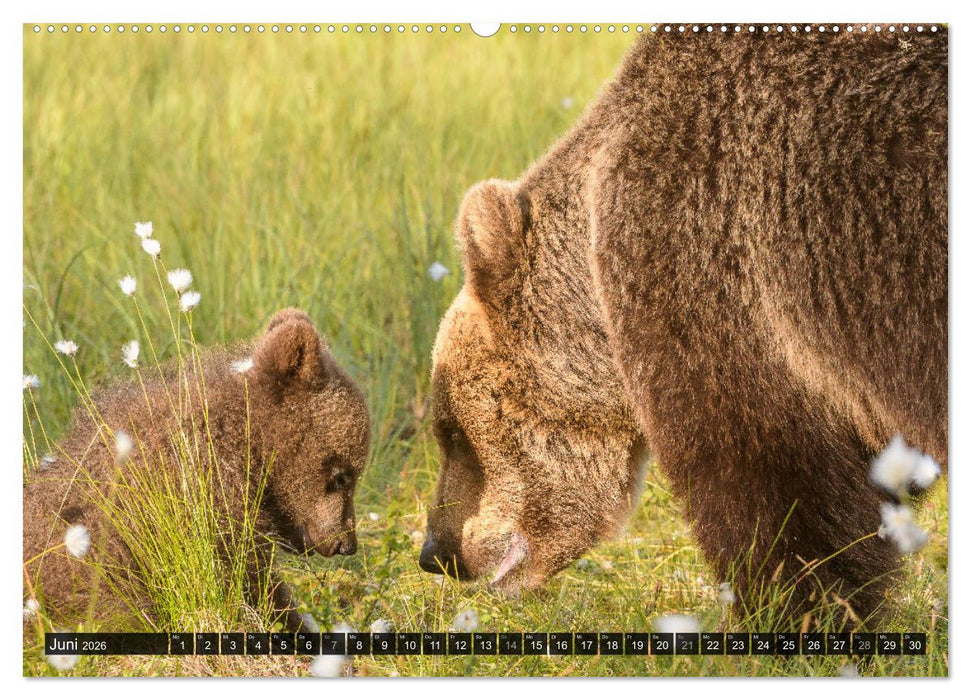 Braunbären in Europa (CALVENDO Wandkalender 2026)