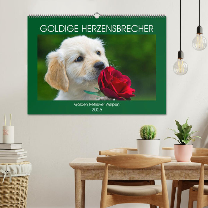 Goldige Herzensbrecher - Golden Retriever Welpen (CALVENDO Wandkalender 2026)