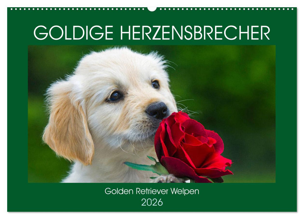Goldige Herzensbrecher - Golden Retriever Welpen (CALVENDO Wandkalender 2026)