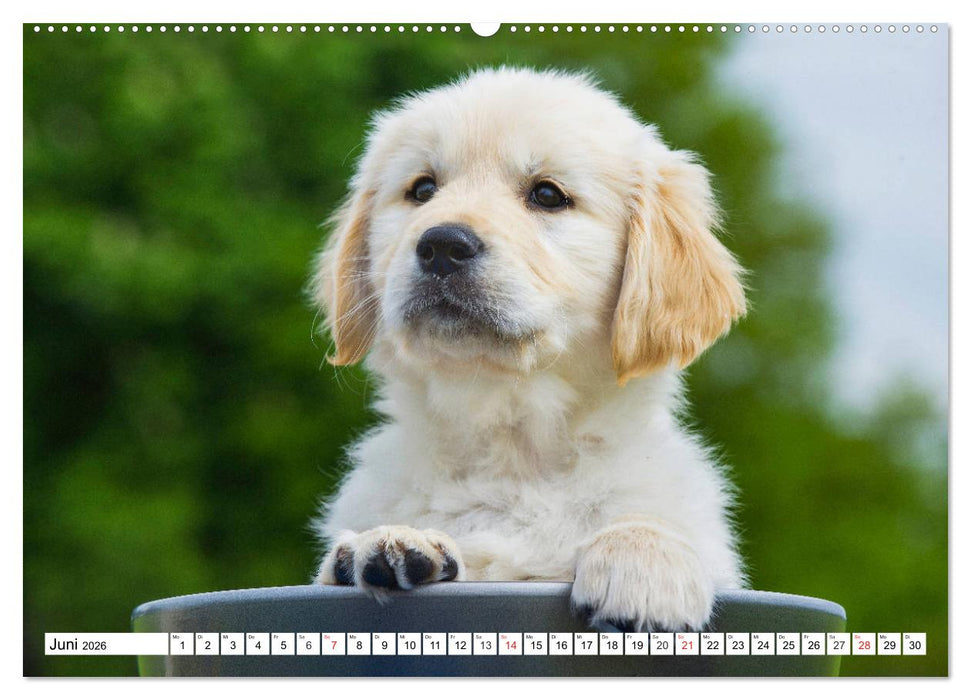 Goldige Herzensbrecher - Golden Retriever Welpen (CALVENDO Wandkalender 2026)