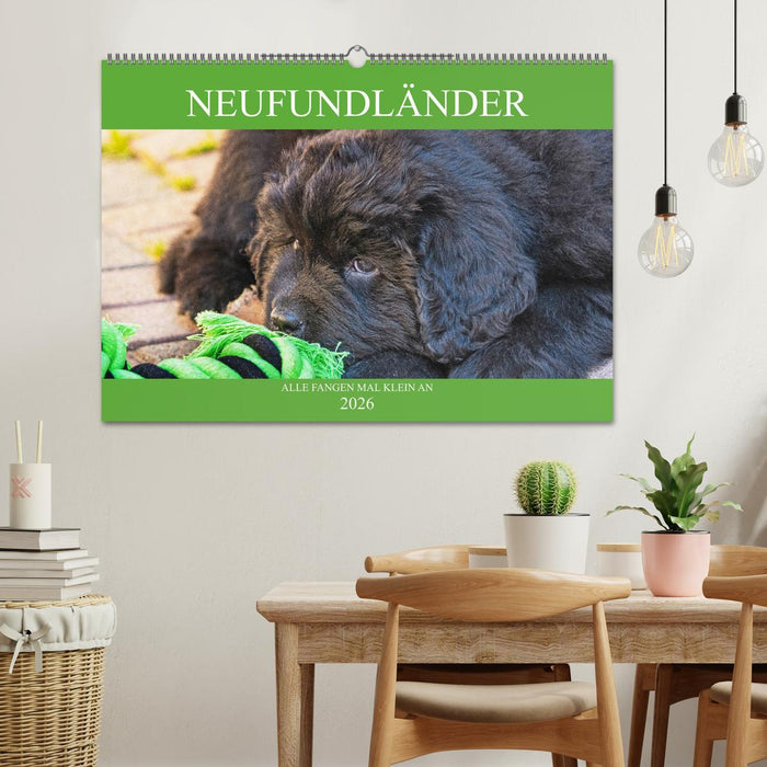 Neufundländer - Alle fangen mal klein an (CALVENDO Wandkalender 2026)