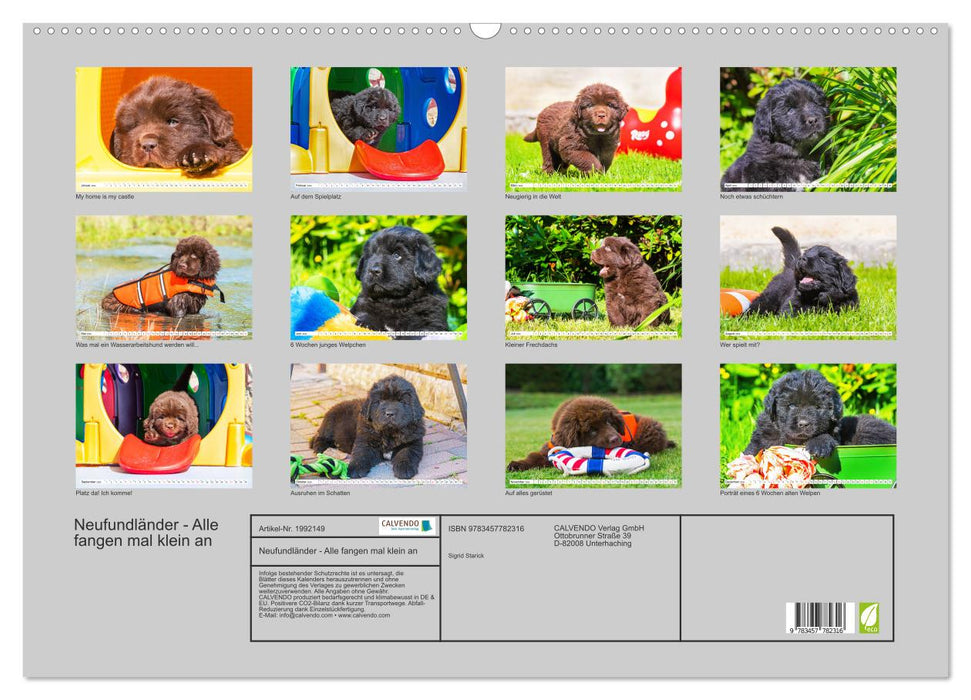 Neufundländer - Alle fangen mal klein an (CALVENDO Wandkalender 2026)