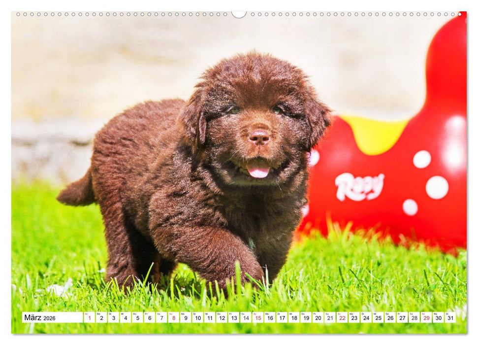 Neufundländer - Alle fangen mal klein an (CALVENDO Wandkalender 2026)