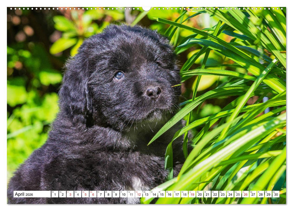 Neufundländer - Alle fangen mal klein an (CALVENDO Wandkalender 2026)