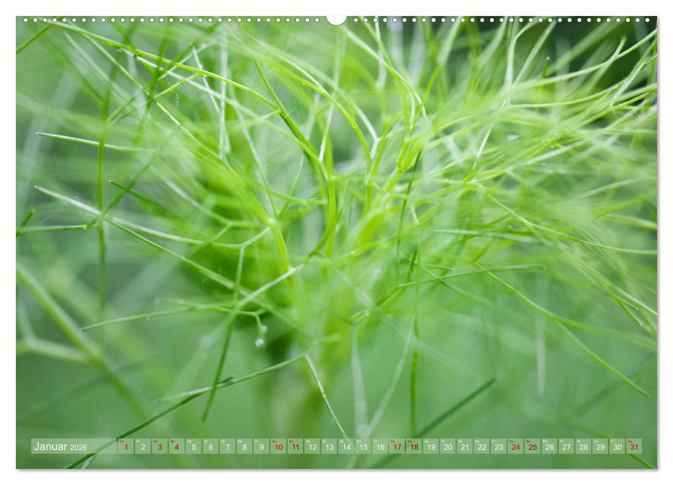 GRÜN Harmonie Wachstum Zufriedenheit (CALVENDO Wandkalender 2026)