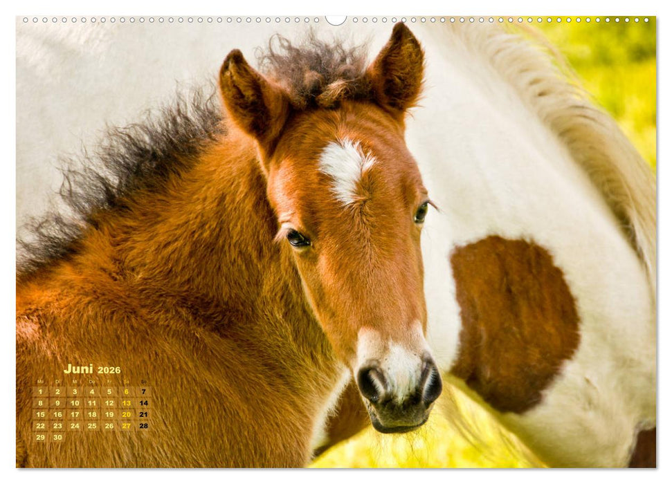 Wunderbare Fohlen (CALVENDO Wandkalender 2026)