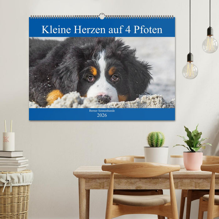 Kleine Herzen auf 4 Pfoten - Berner Sennenhunde (CALVENDO Wandkalender 2026)