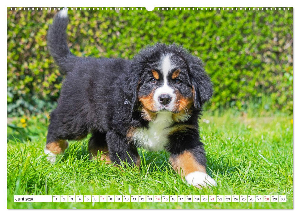 Kleine Herzen auf 4 Pfoten - Berner Sennenhunde (CALVENDO Wandkalender 2026)