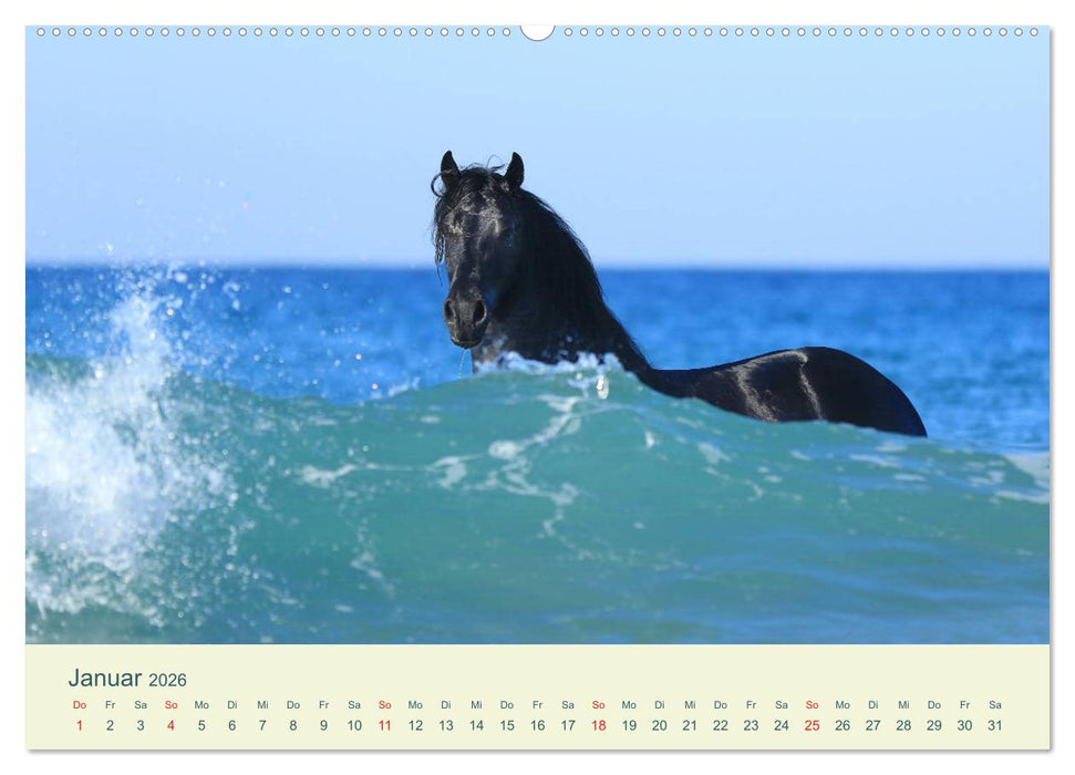 PFERDE & MEER (CALVENDO Wandkalender 2026)