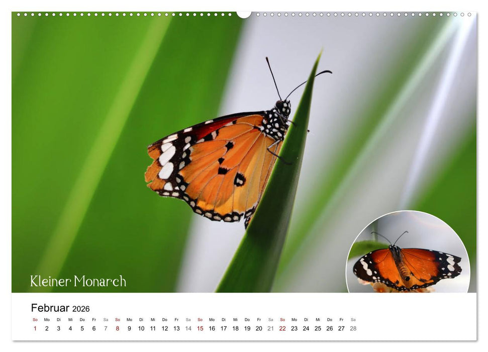 achja?! Schmetterlinge, exotisch, bunt und wunderschön (CALVENDO Wandkalender 2026)