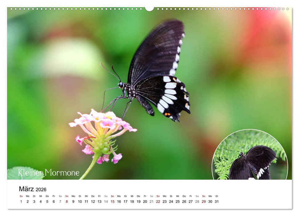 achja?! Schmetterlinge, exotisch, bunt und wunderschön (CALVENDO Wandkalender 2026)
