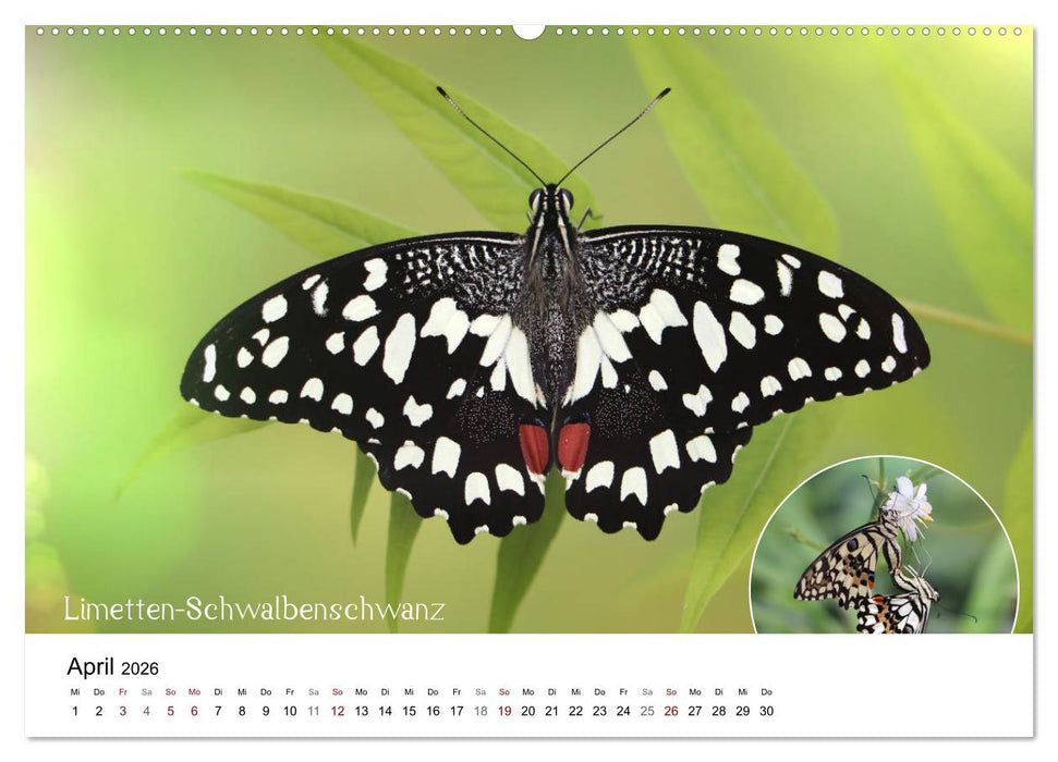 achja?! Schmetterlinge, exotisch, bunt und wunderschön (CALVENDO Wandkalender 2026)