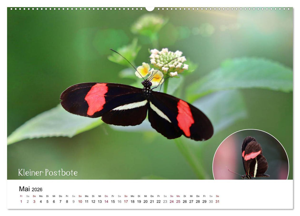 achja?! Schmetterlinge, exotisch, bunt und wunderschön (CALVENDO Wandkalender 2026)