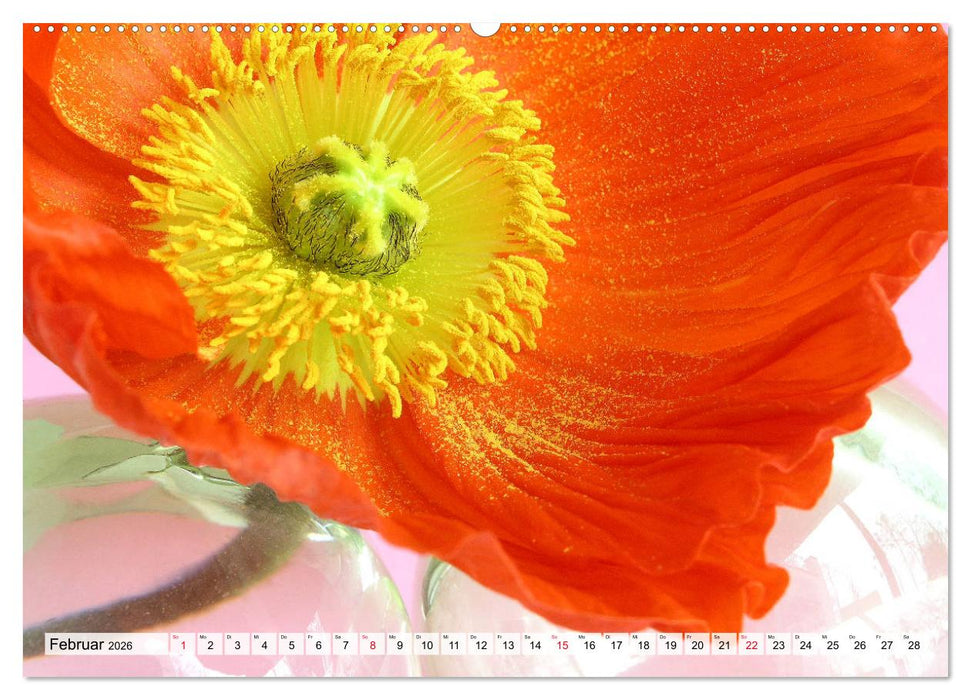 Prachtvolle Mohnblüten (CALVENDO Wandkalender 2026)