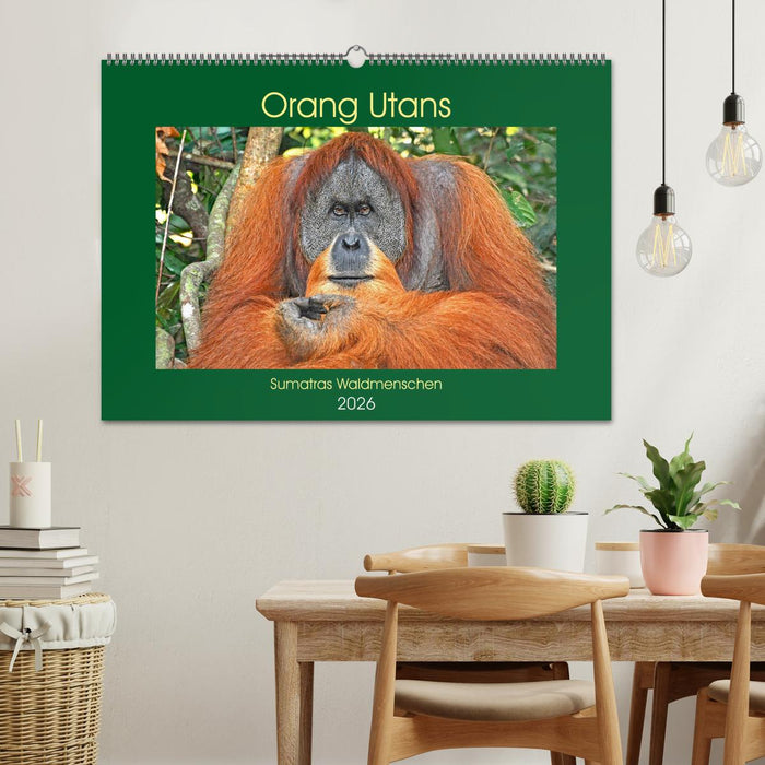 Orang Utans Sumatras Waldmenschen (CALVENDO Wandkalender 2026)