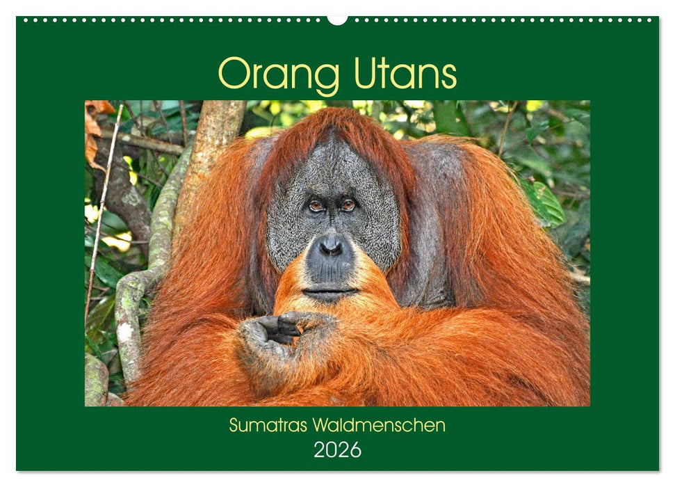 Orang Utans Sumatras Waldmenschen (CALVENDO Wandkalender 2026)