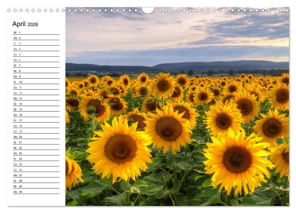Sonnenblumenfelder (CALVENDO Wandkalender 2026)