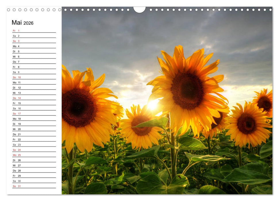 Sonnenblumenfelder (CALVENDO Wandkalender 2026)