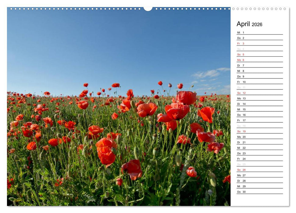 Ein Traum von Mohn (CALVENDO Wandkalender 2026)