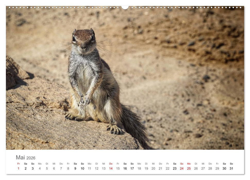 Fuerteventura - die Wüsteninsel der Kanaren (CALVENDO Wandkalender 2026)