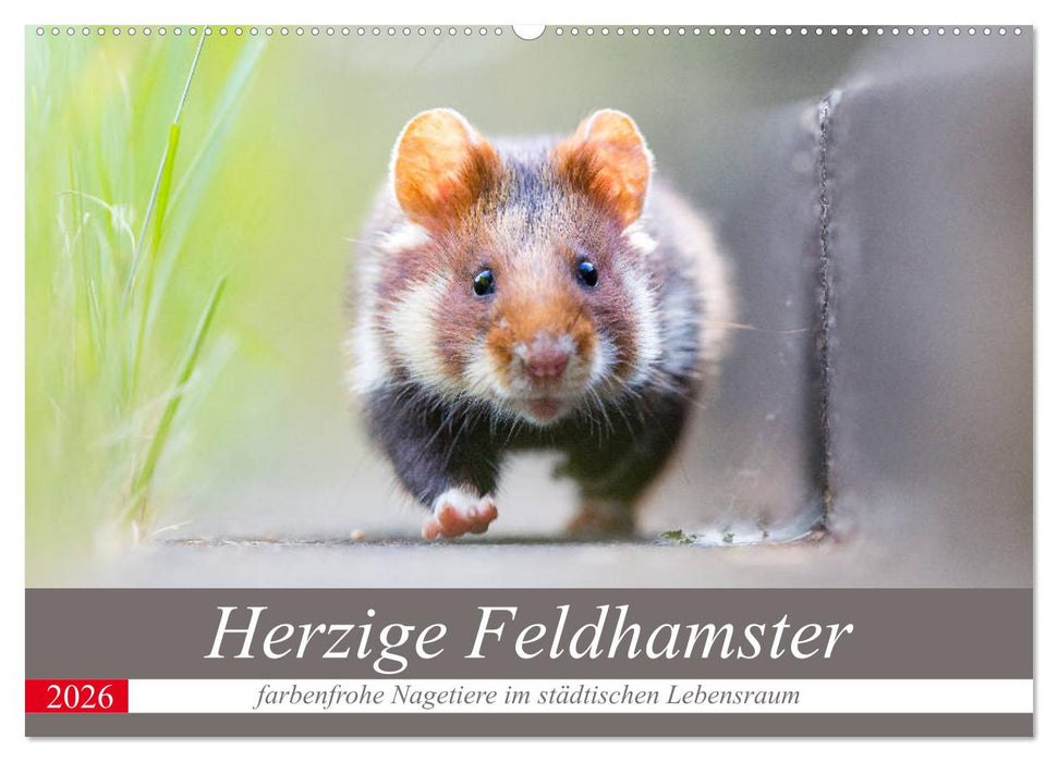 Herzige Feldhamster - farbenfrohe Nagetiere im städtischen Lebensraum (CALVENDO Wandkalender 2026)
