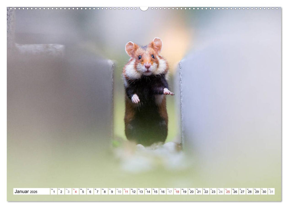 Herzige Feldhamster - farbenfrohe Nagetiere im städtischen Lebensraum (CALVENDO Wandkalender 2026)