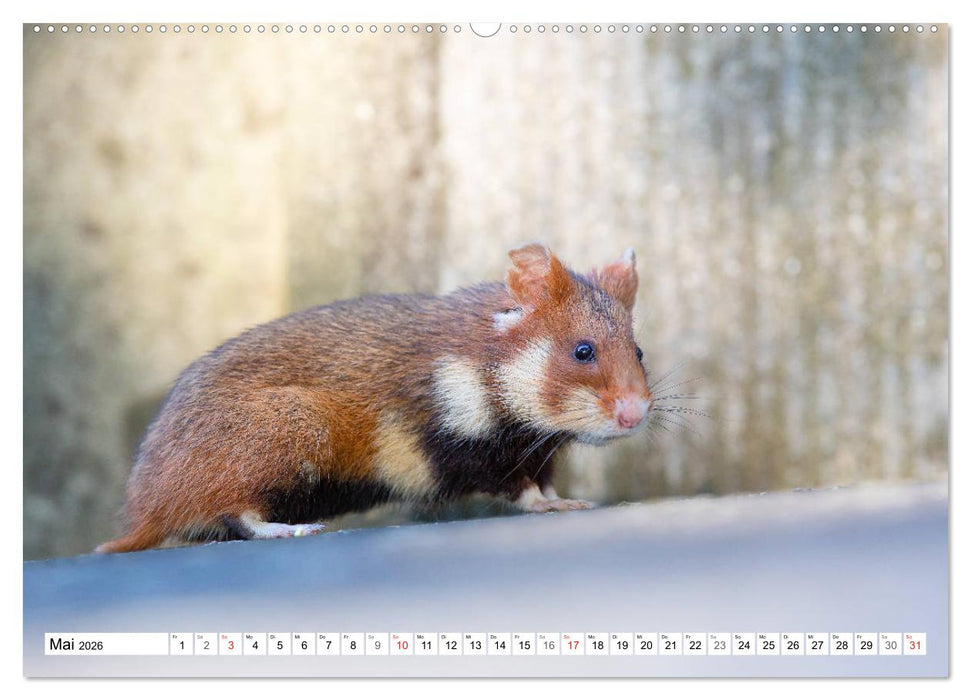 Herzige Feldhamster - farbenfrohe Nagetiere im städtischen Lebensraum (CALVENDO Wandkalender 2026)