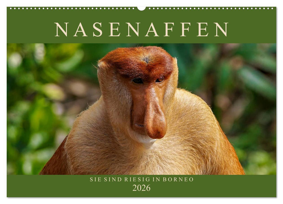 Nasenaffen von Borneo (CALVENDO Wandkalender 2026)
