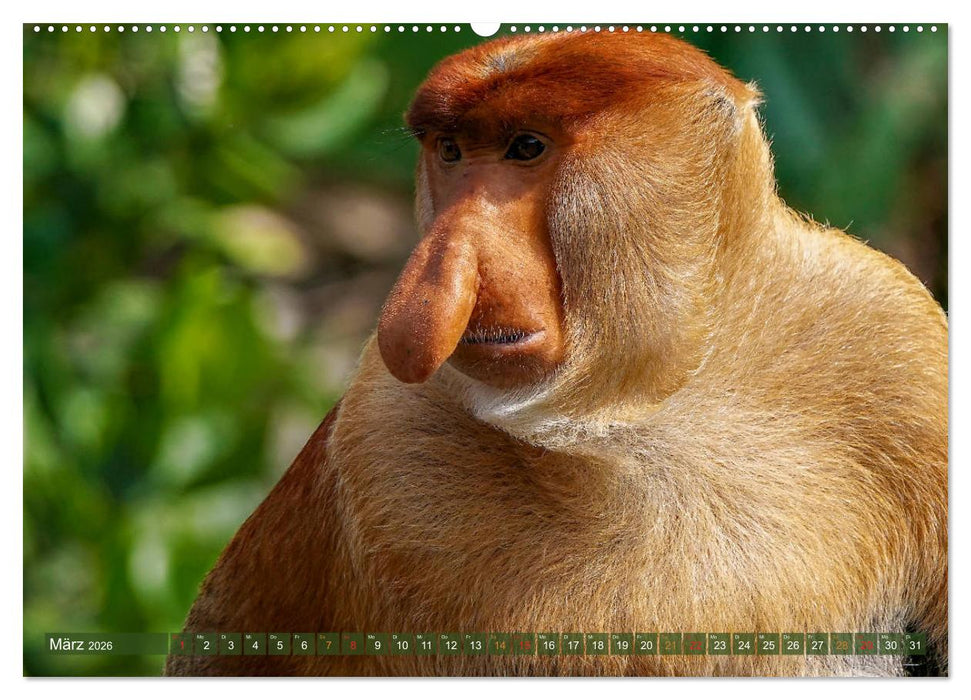 Nasenaffen von Borneo (CALVENDO Wandkalender 2026)
