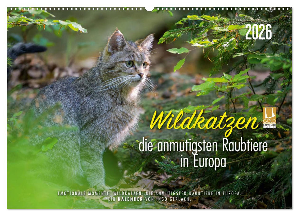 Wildkatzen - die anmutigsten Raubiere in Europa. (CALVENDO Wandkalender 2026)