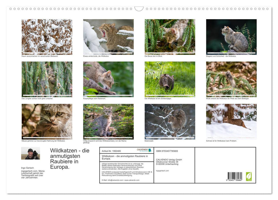 Wildkatzen - die anmutigsten Raubiere in Europa. (CALVENDO Wandkalender 2026)
