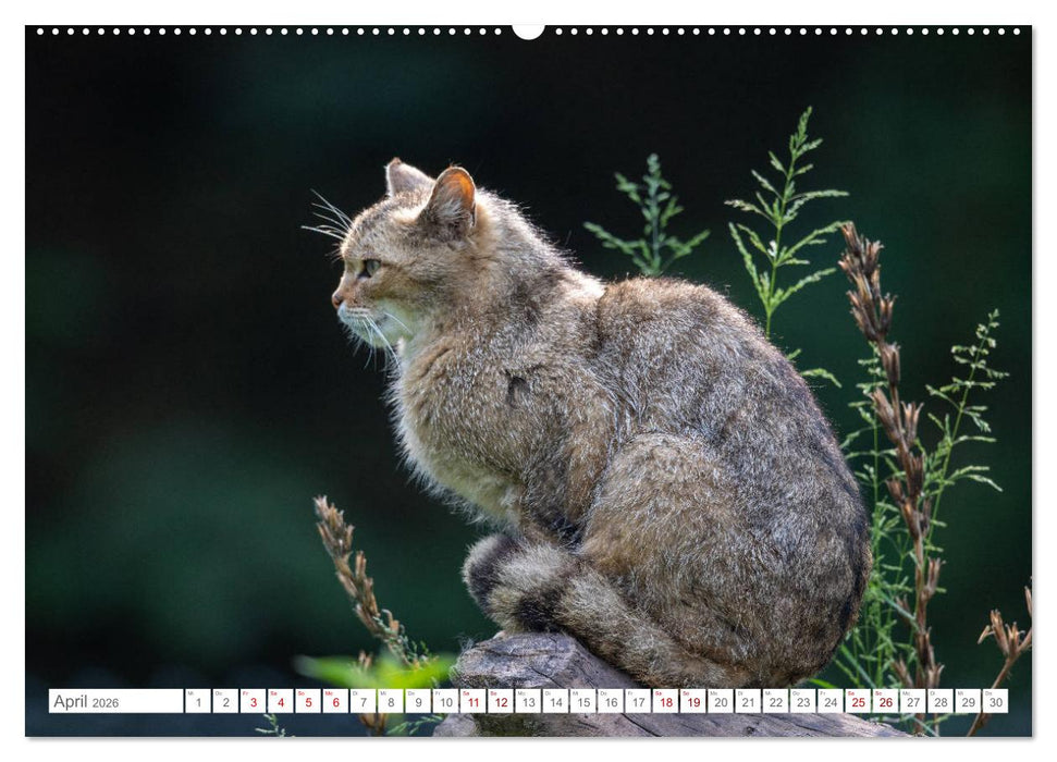 Wildkatzen - die anmutigsten Raubiere in Europa. (CALVENDO Wandkalender 2026)