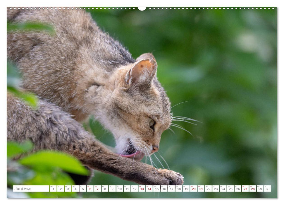 Wildkatzen - die anmutigsten Raubiere in Europa. (CALVENDO Wandkalender 2026)