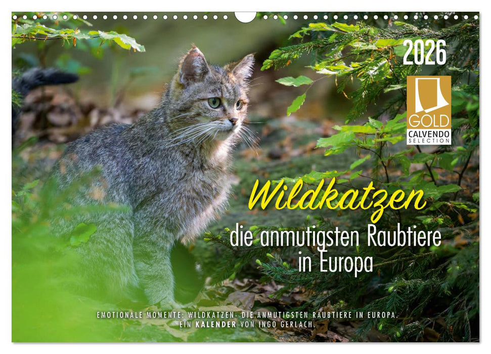 Wildkatzen - die anmutigsten Raubiere in Europa. (CALVENDO Wandkalender 2026)