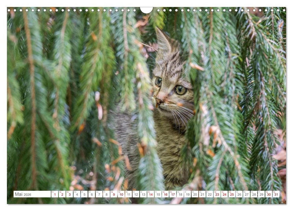 Wildkatzen - die anmutigsten Raubiere in Europa. (CALVENDO Wandkalender 2026)