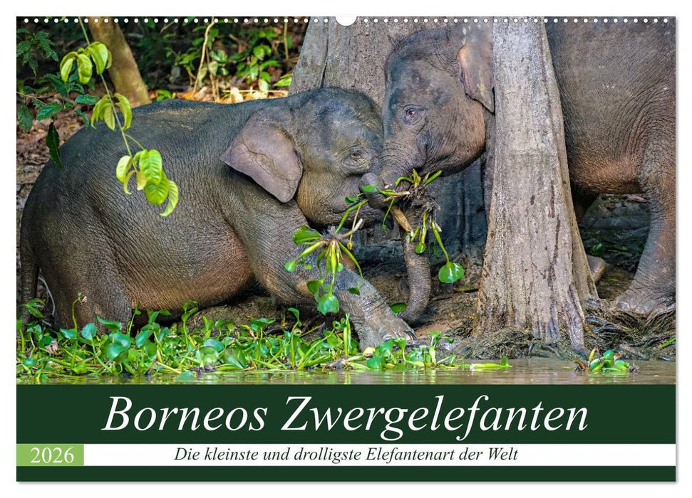 Borneos Zwergelefanten (CALVENDO Wandkalender 2026)