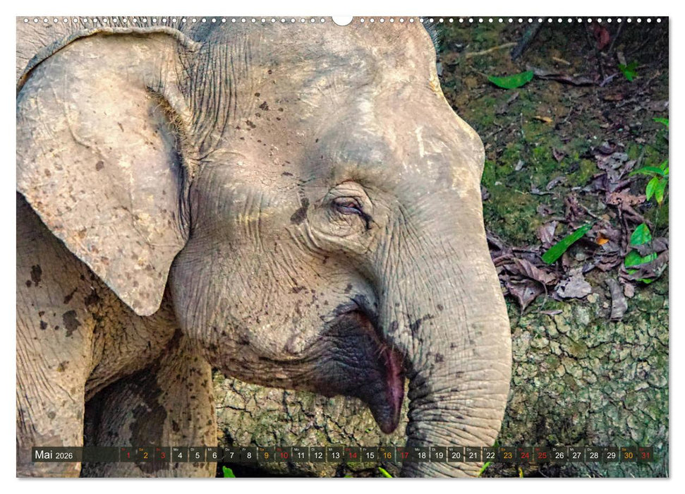 Borneos Zwergelefanten (CALVENDO Wandkalender 2026)