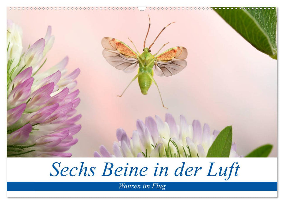 Sechs Beine in der Luft - Wanzen im Flug (CALVENDO Wandkalender 2026)