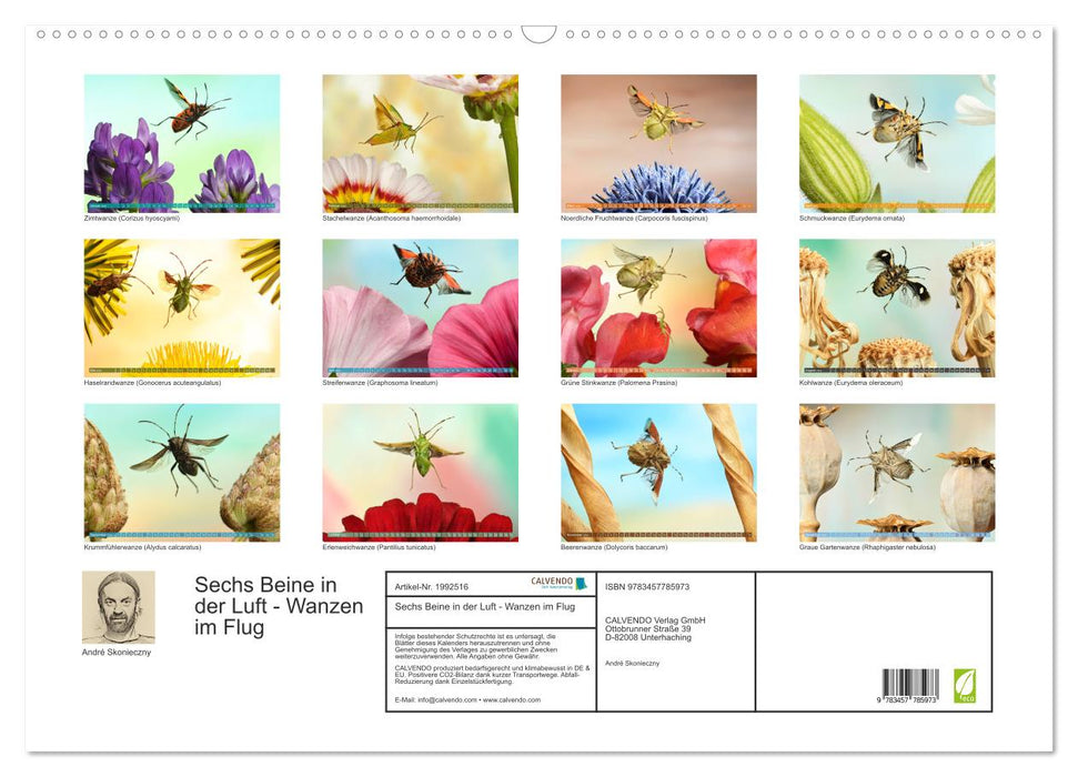 Sechs Beine in der Luft - Wanzen im Flug (CALVENDO Wandkalender 2026)