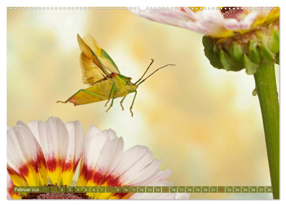 Sechs Beine in der Luft - Wanzen im Flug (CALVENDO Wandkalender 2026)