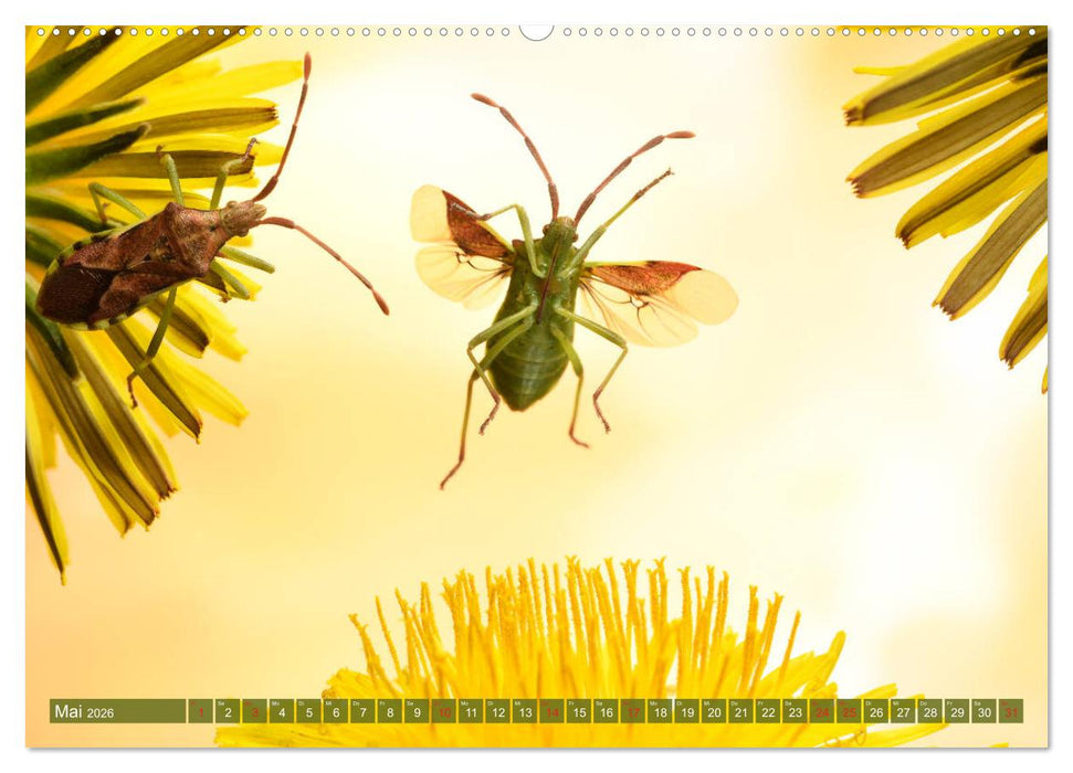 Sechs Beine in der Luft - Wanzen im Flug (CALVENDO Wandkalender 2026)