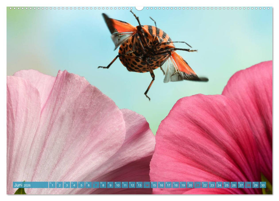 Sechs Beine in der Luft - Wanzen im Flug (CALVENDO Wandkalender 2026)