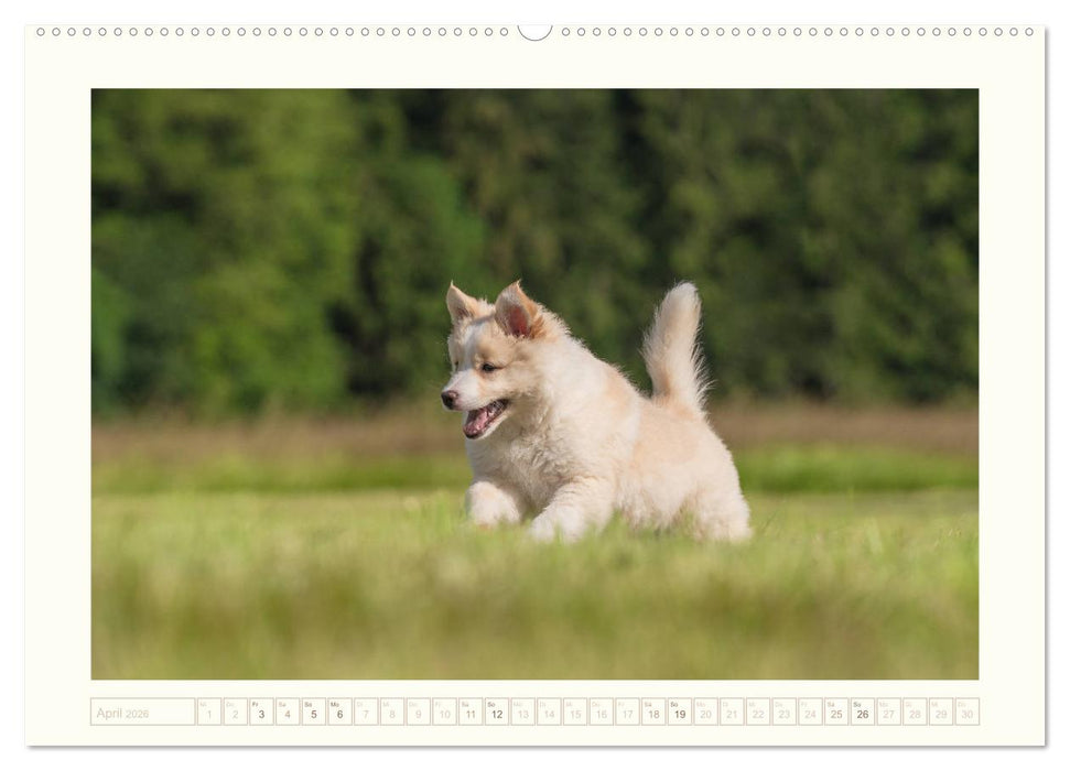 Kleine Islandhunde entdecken die Welt (CALVENDO Wandkalender 2026)