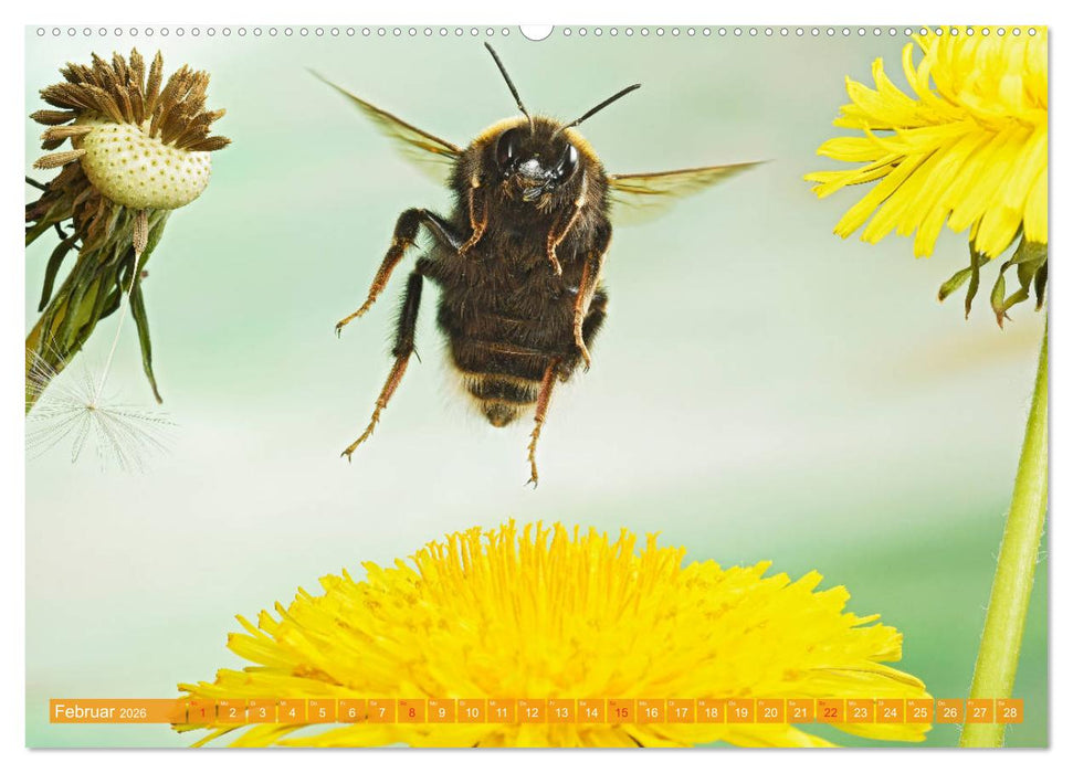 Sechs Beine in der Luft - Wildbienen im Flug (CALVENDO Wandkalender 2026)