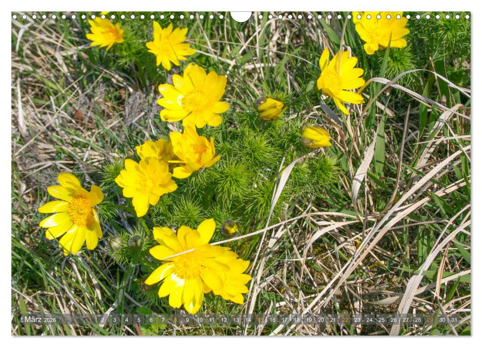 Im Oderbruch (CALVENDO Wandkalender 2026)