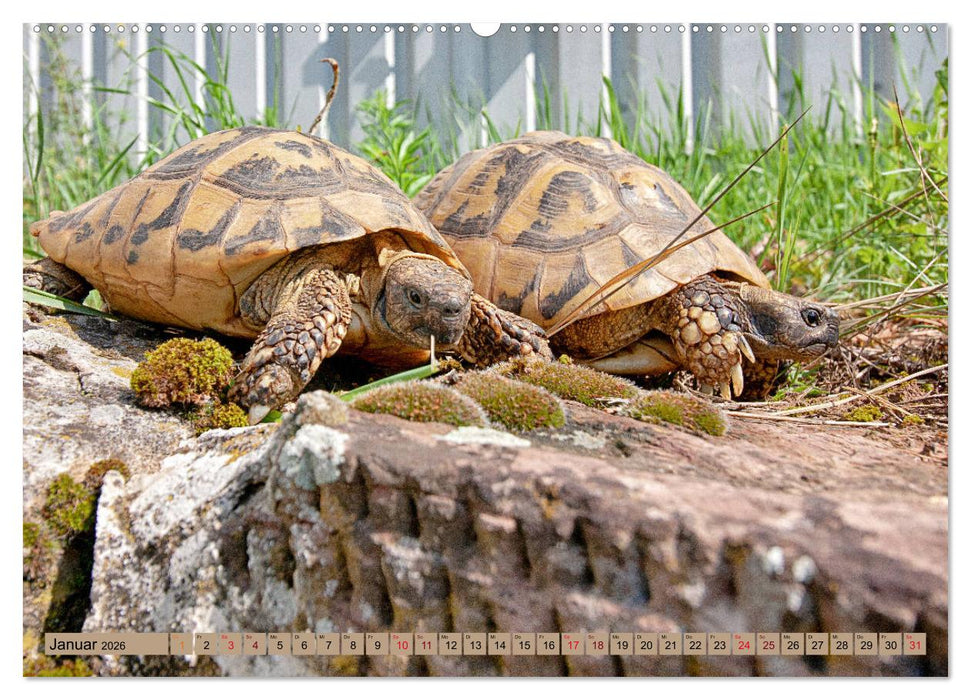 Herkules and Friends (CALVENDO Wandkalender 2026)