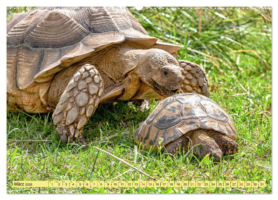 Herkules and Friends (CALVENDO Wandkalender 2026)